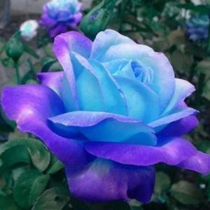 Meet your Posher, Justine